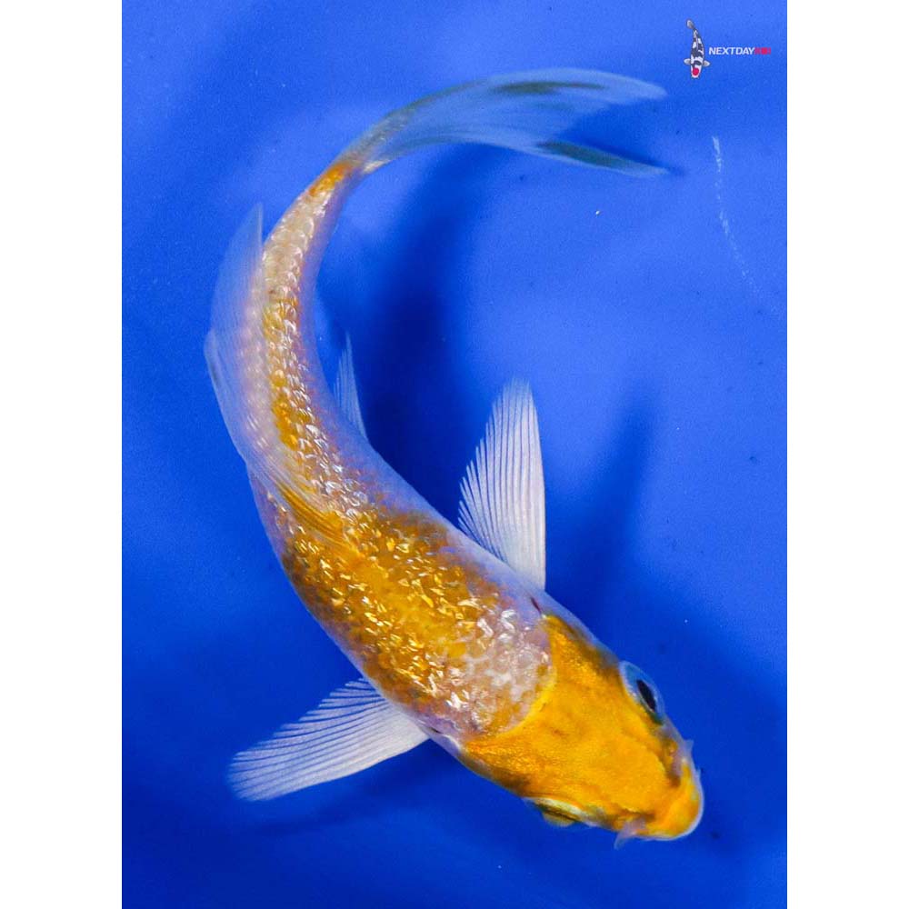3” Imported Gin Rin Lemon Hariwake Butterfly Koi