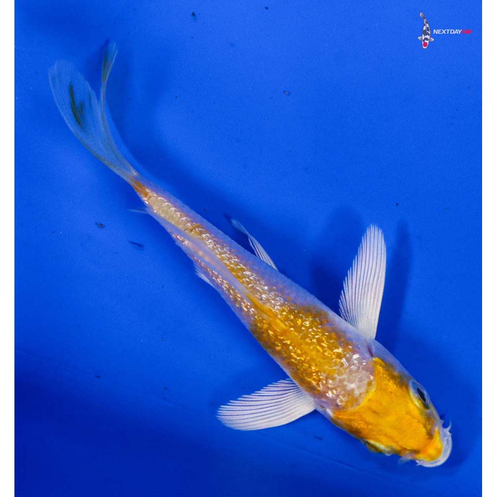 3” Imported Gin Rin Lemon Hariwake Butterfly Koi