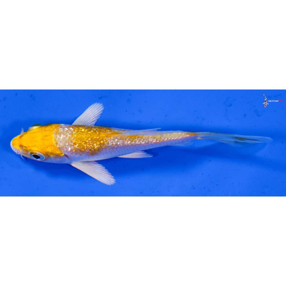 3” Imported Gin Rin Lemon Hariwake Butterfly Koi