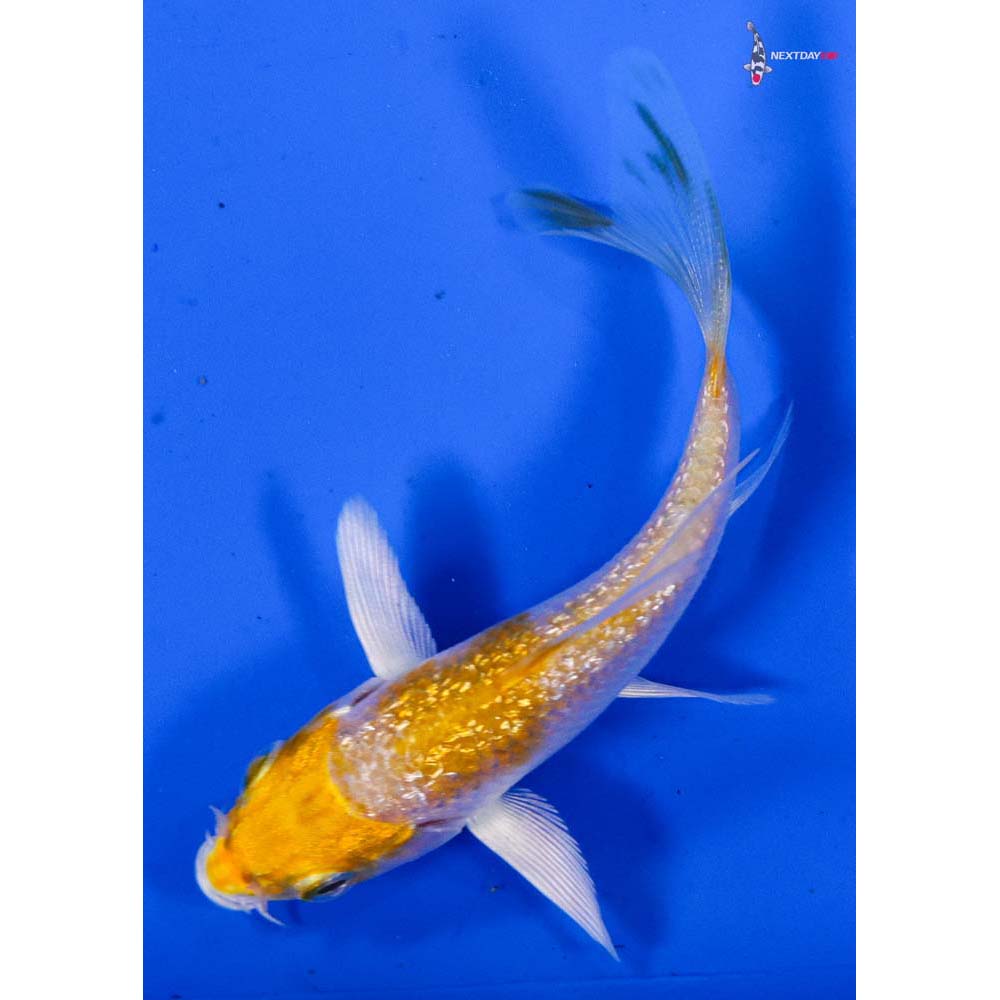 3” Imported Gin Rin Lemon Hariwake Butterfly Koi