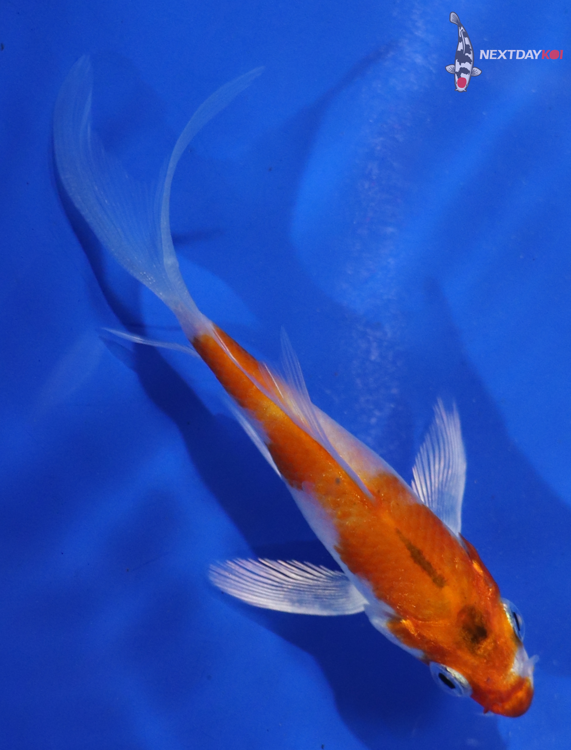 3.5” Imported Hariwake Butterfly Koi