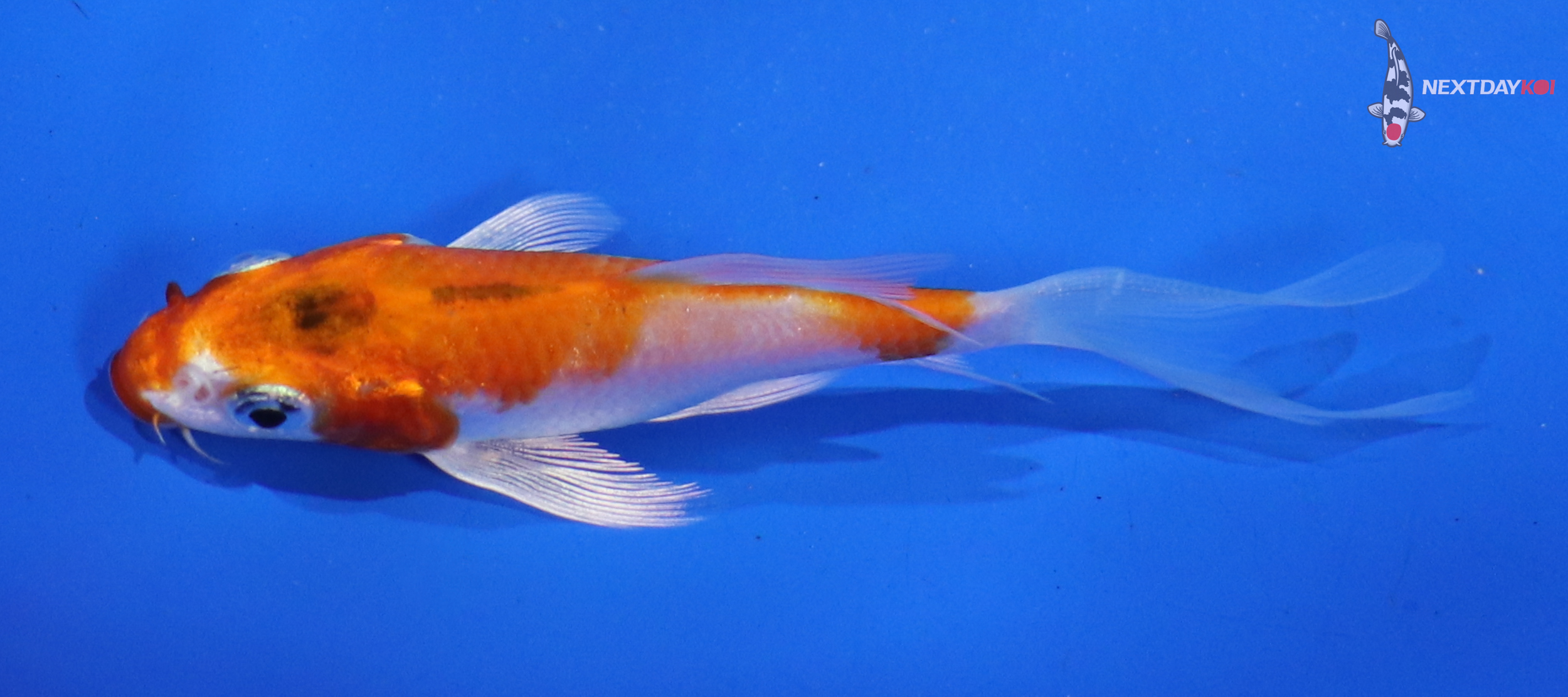 3.5” Imported Hariwake Butterfly Koi