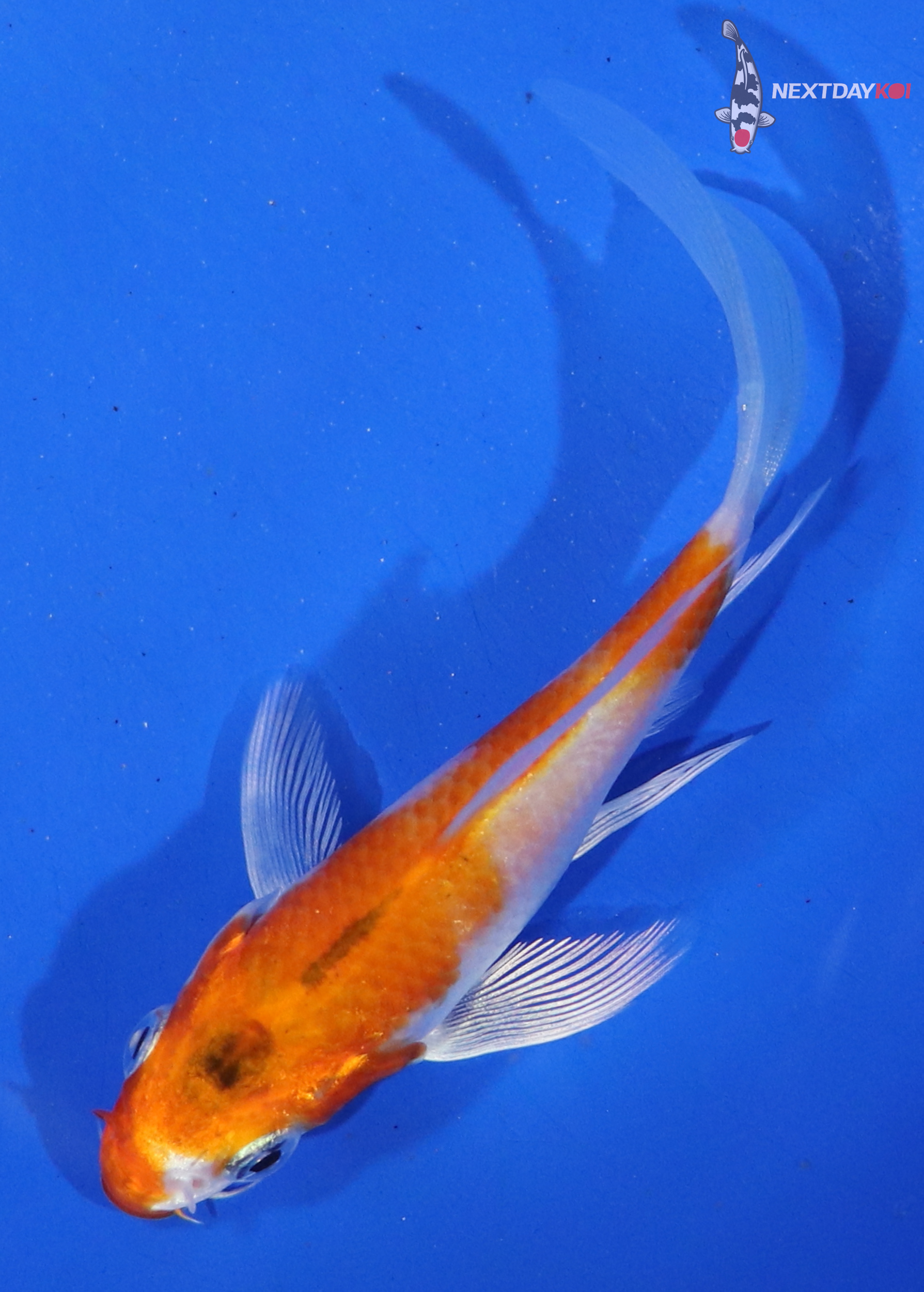 3.5” Imported Hariwake Butterfly Koi