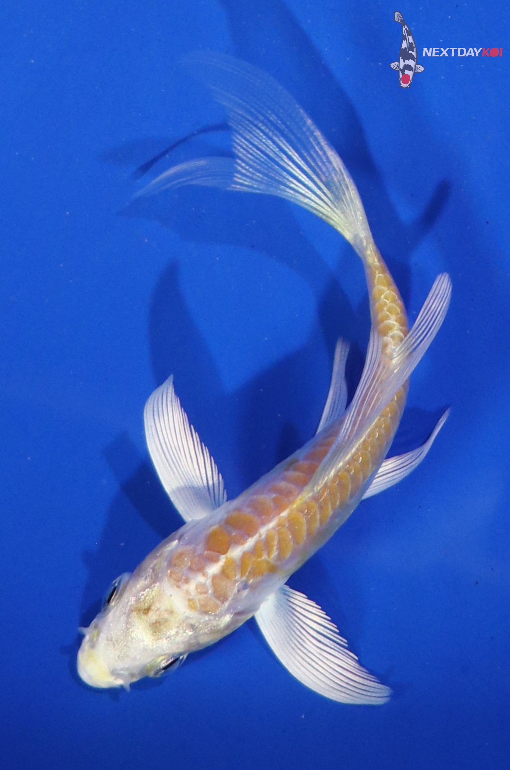 3.5” Imported Doitsu Lemon Hariwake Butterfly Koi