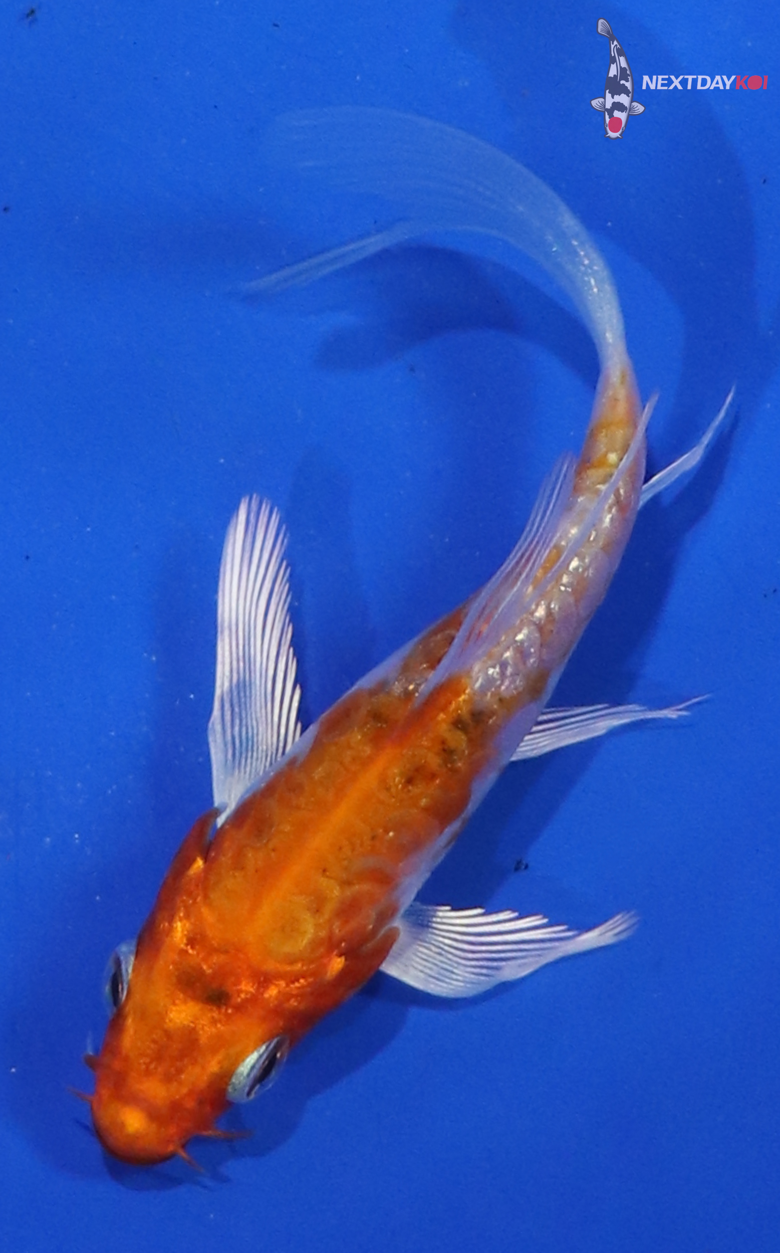 3.5” Imported Armored Scale Gin Rin Hariwake Butterfly Koi