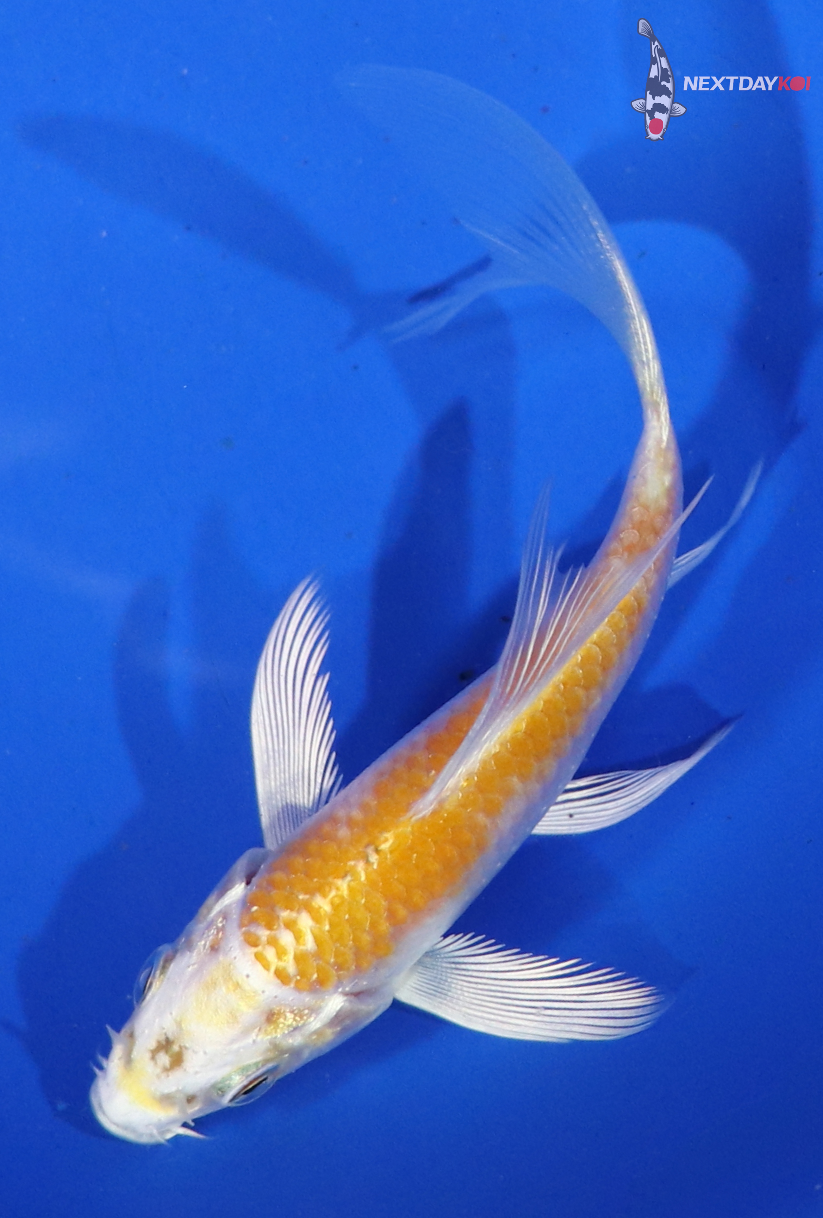 3.5” Imported Lemon Hariwake Butterfly Koi