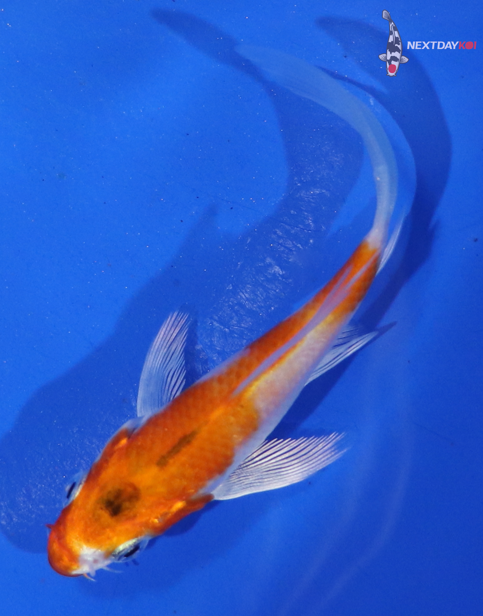 3.5” Imported Hariwake Butterfly Koi