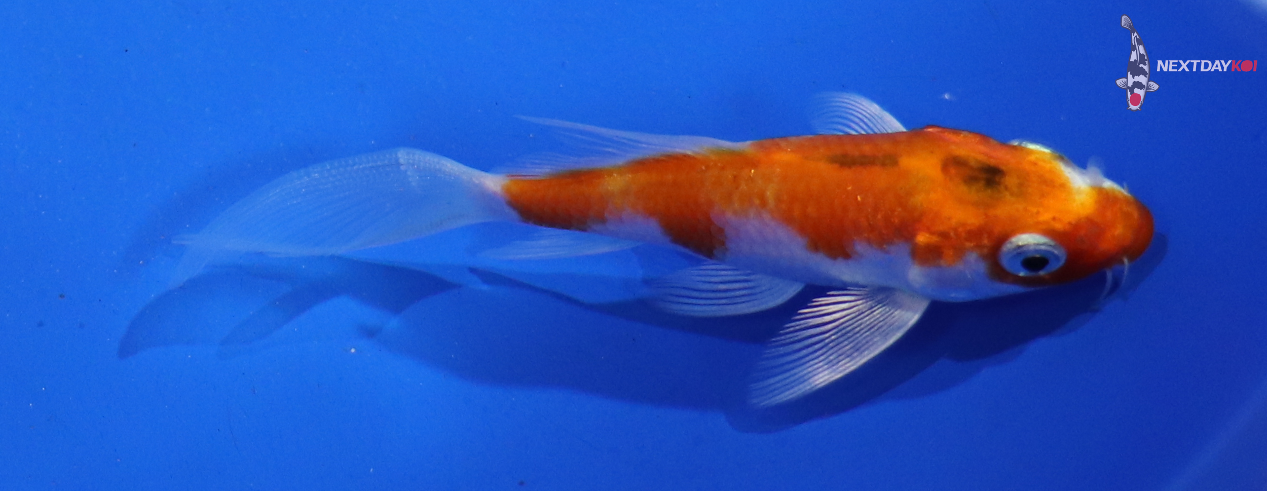 3.5” Imported Hariwake Butterfly Koi