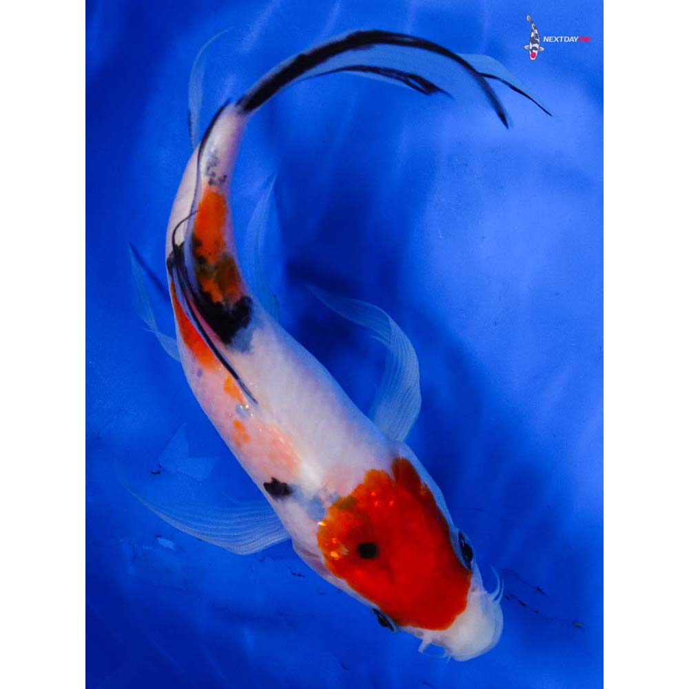 6” Imported Sanke Butterfly Koi