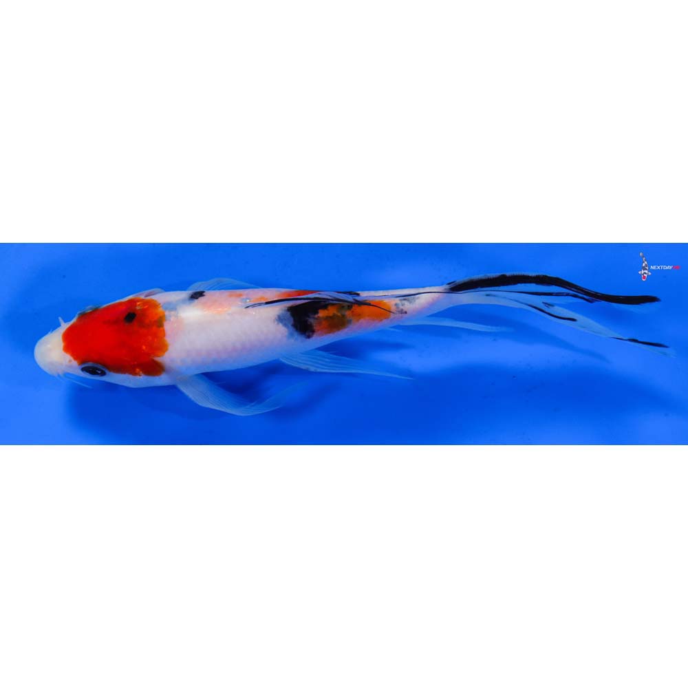 6” Imported Sanke Butterfly Koi