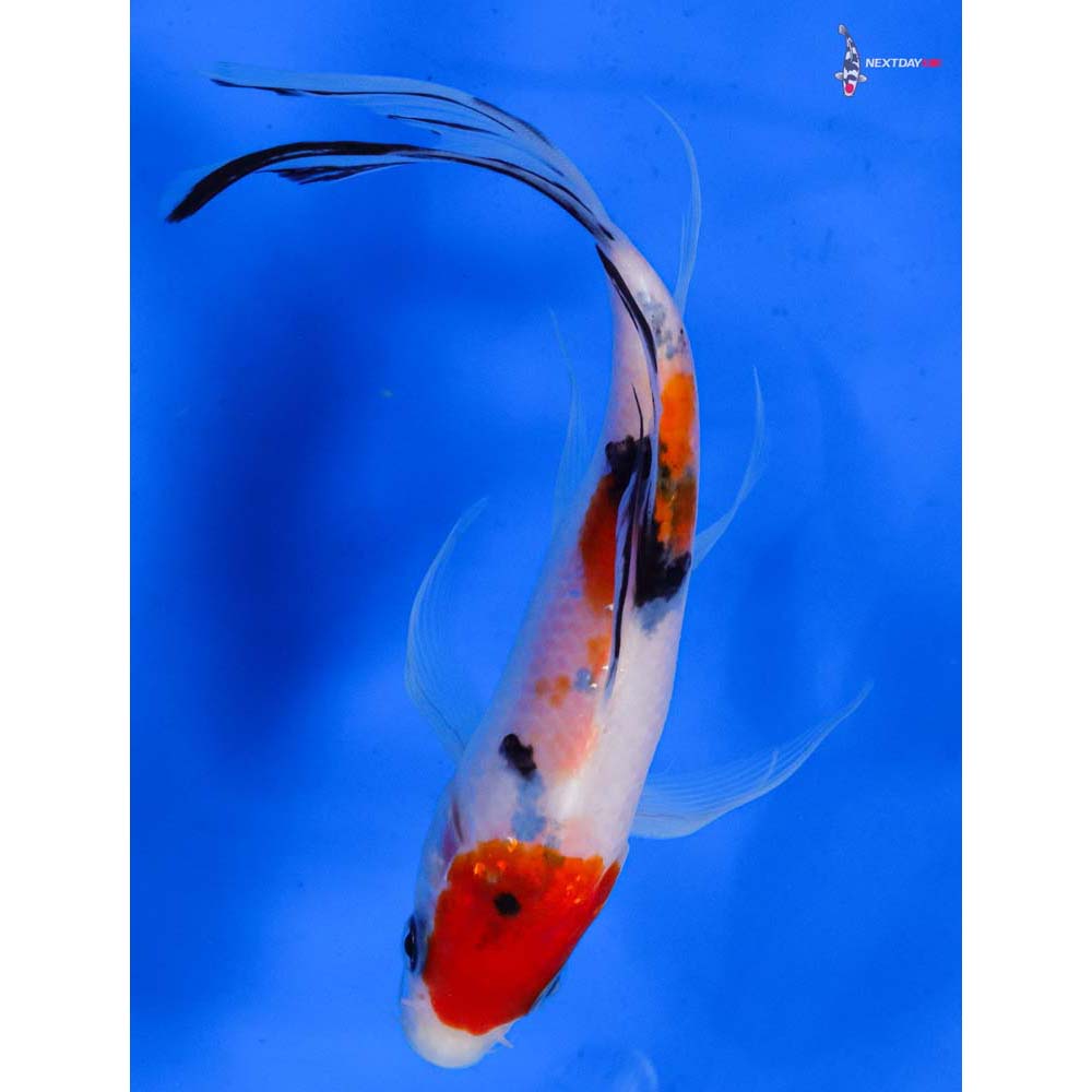 6” Imported Sanke Butterfly Koi