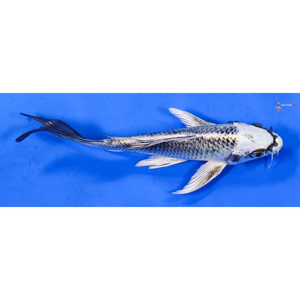 6” Imported Gin Matsuba Butterfly Koi