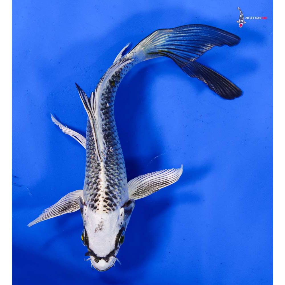 6” Imported Gin Matsuba Butterfly Koi