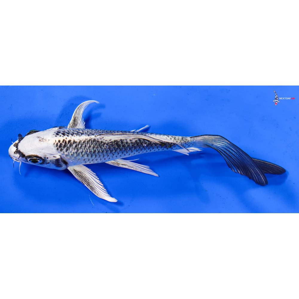 6” Imported Gin Matsuba Butterfly Koi