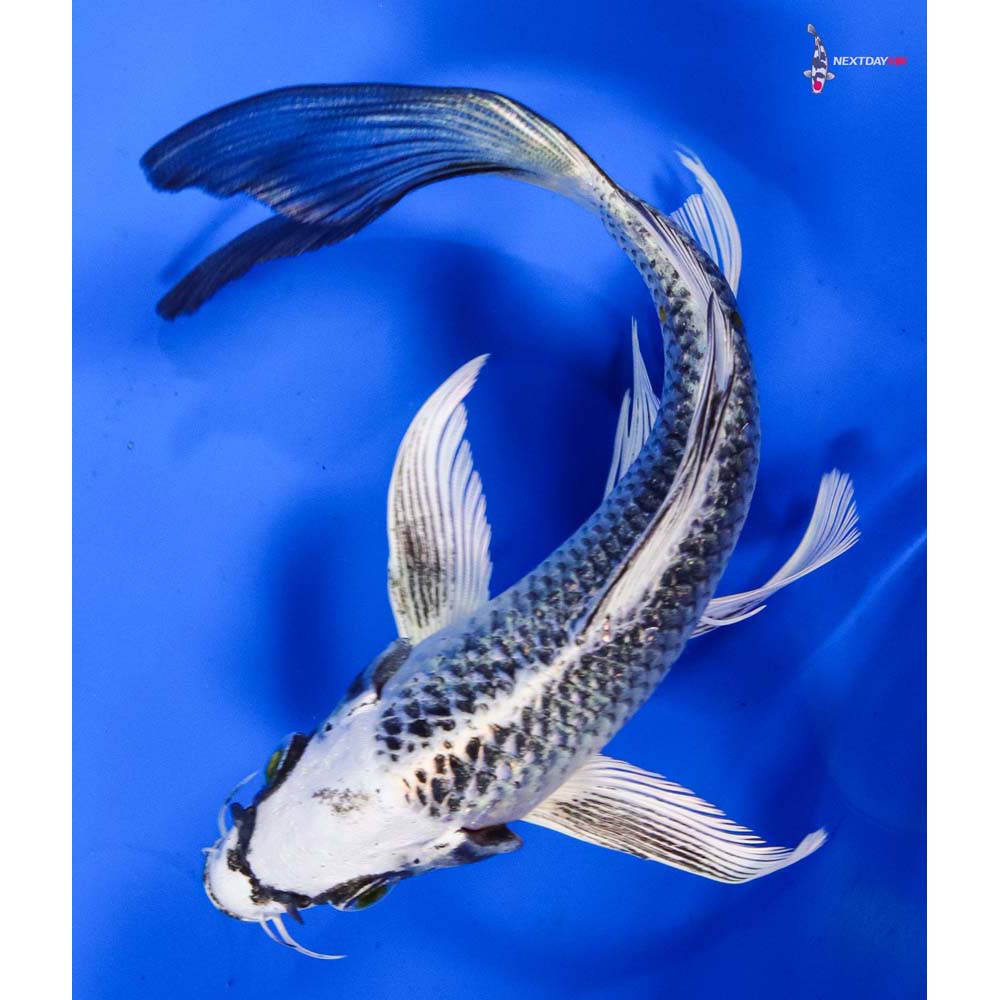 6” Imported Gin Matsuba Butterfly Koi