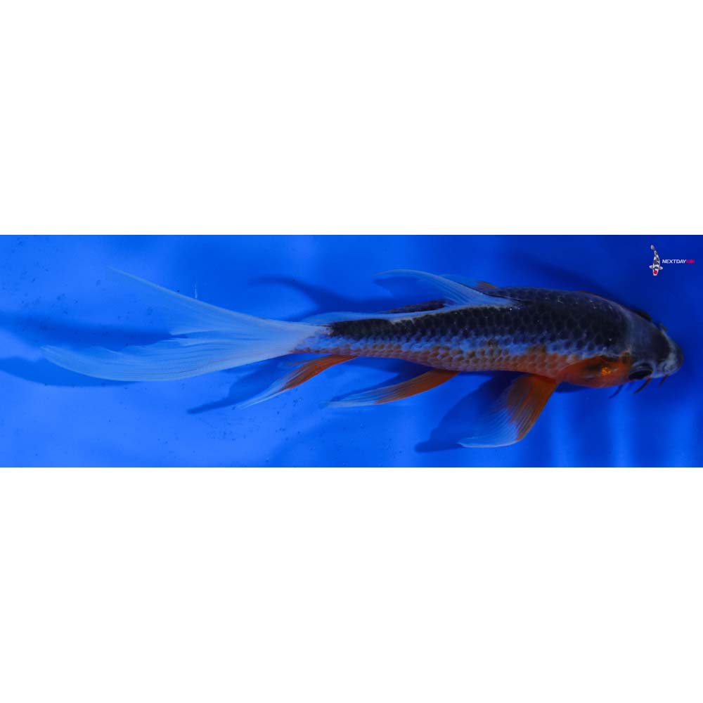 6.5” Imported Asagi Butterfly Koi