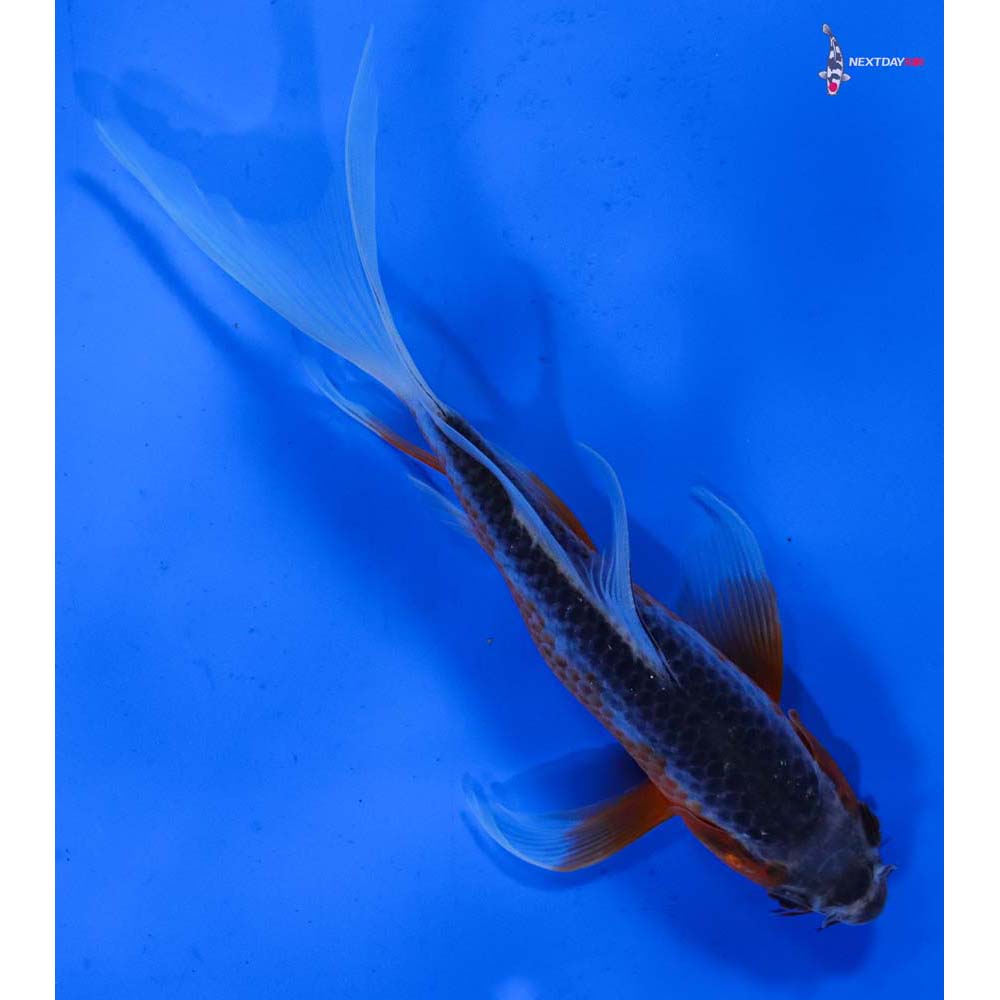 6.5” Imported Asagi Butterfly Koi