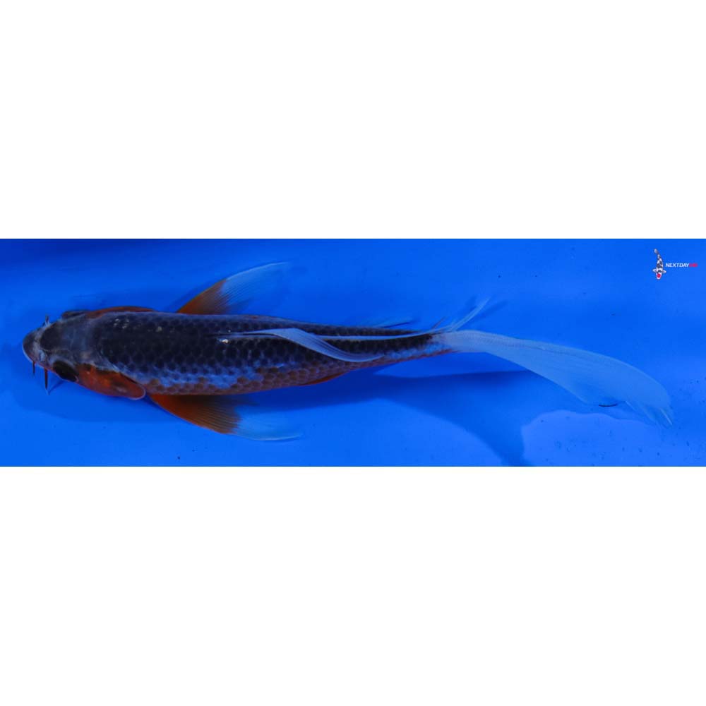 6.5” Imported Asagi Butterfly Koi