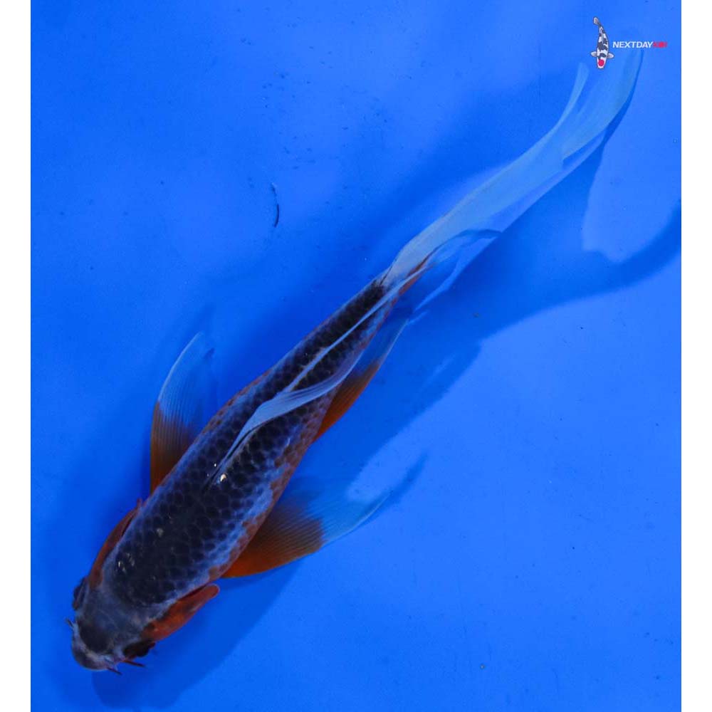 6.5” Imported Asagi Butterfly Koi