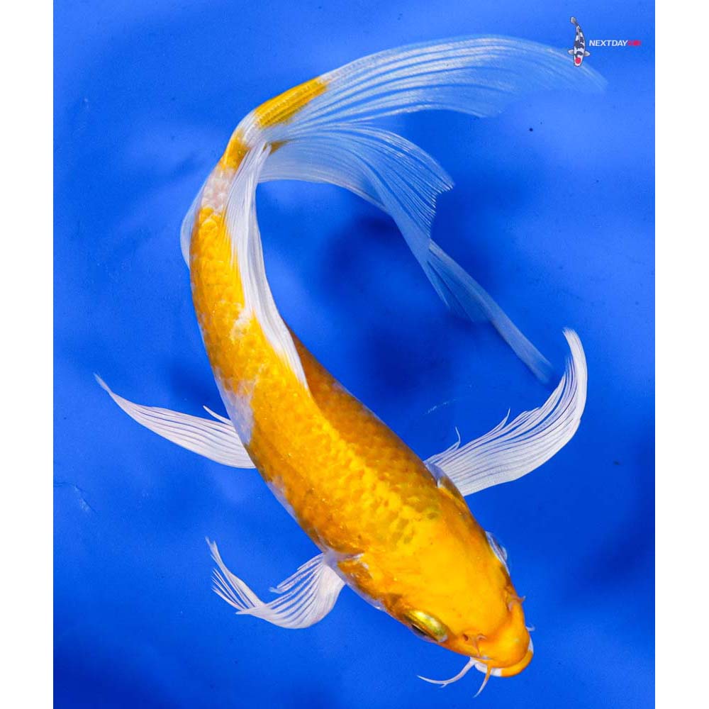 6.5” Imported Lemon Hariwake Butterfly Koi