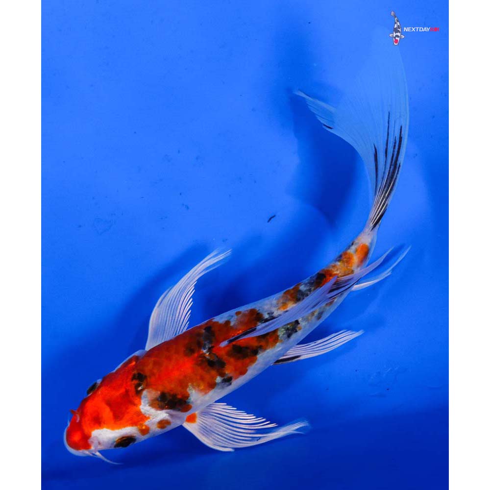 6.5” Imported Yamato Nishiki Butterfly Koi