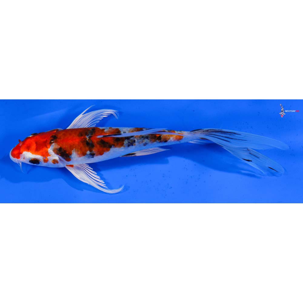 6.5” Imported Yamato Nishiki Butterfly Koi
