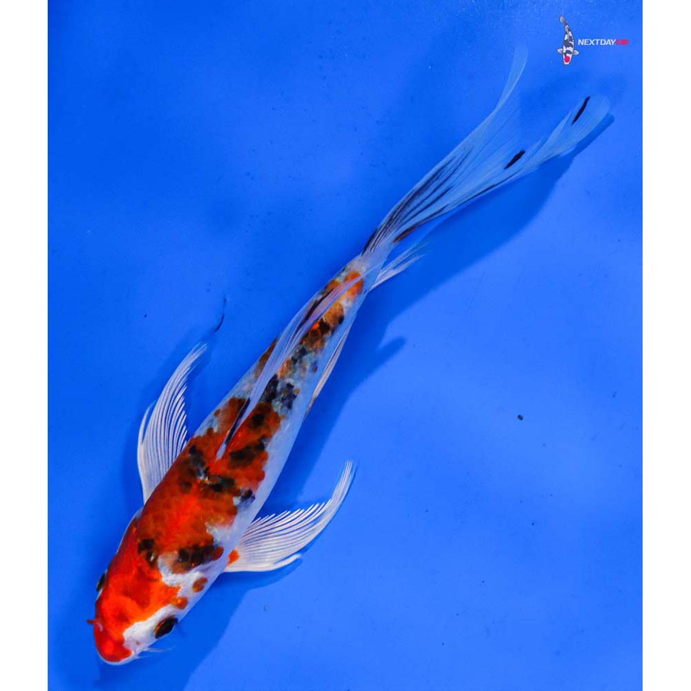 6.5” Imported Yamato Nishiki Butterfly Koi