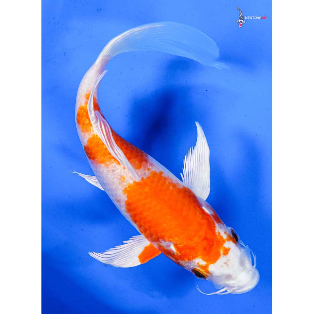 6” Imported Hariwake Butterfly Koi