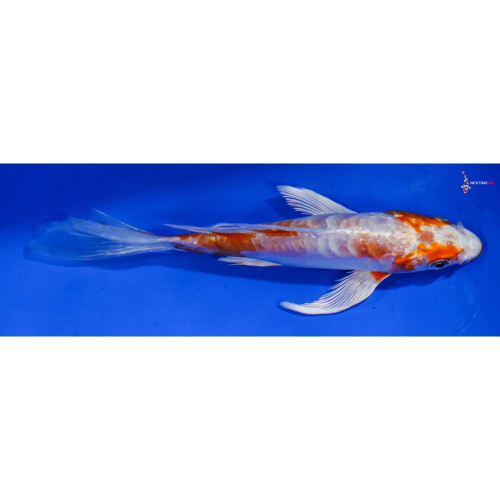 5” Imported Kikusui Butterfly Koi