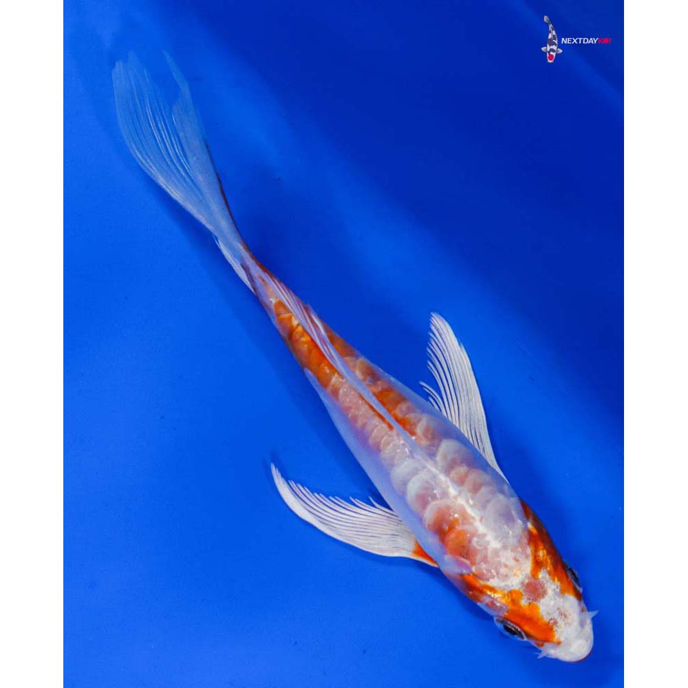 5” Imported Kikusui Butterfly Koi