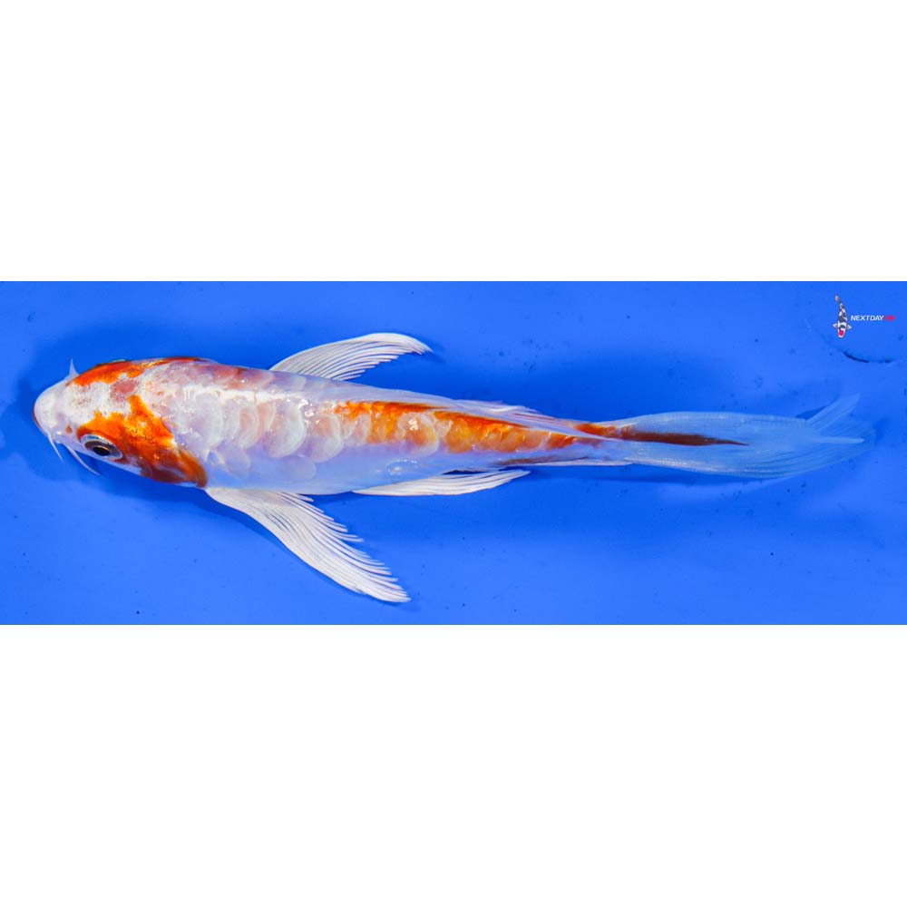 5” Imported Kikusui Butterfly Koi