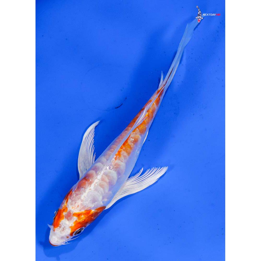 5” Imported Kikusui Butterfly Koi