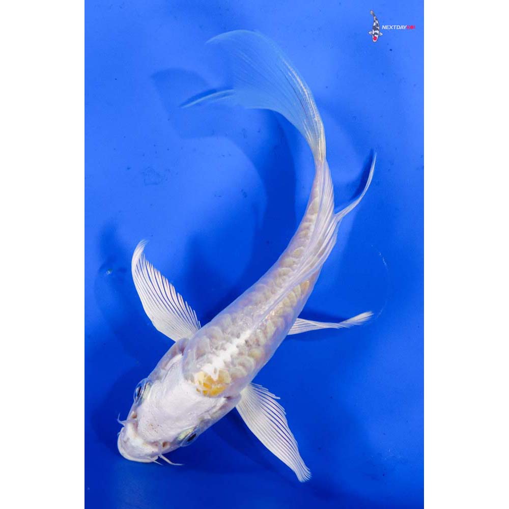 5.5” Imported Doitsu Lemon Hariwake Butterfly Koi