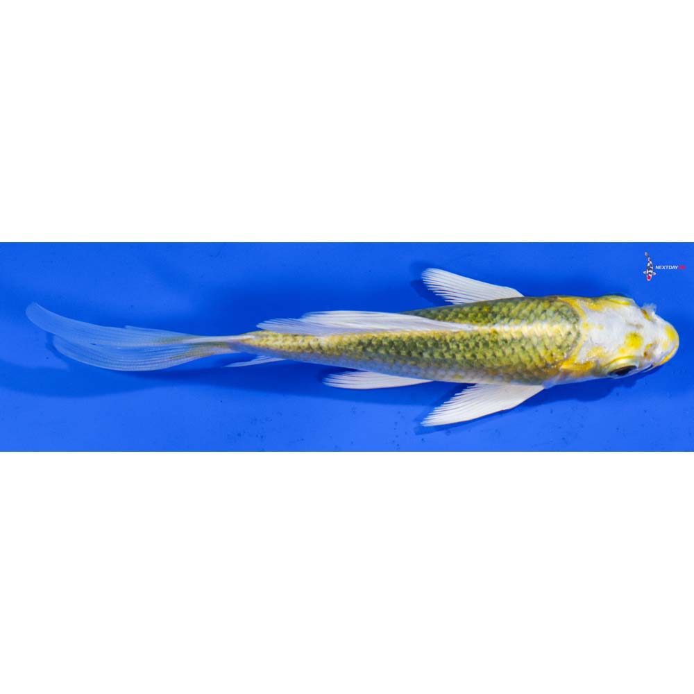 5.5” Imported Kujaku Butterfly Koi