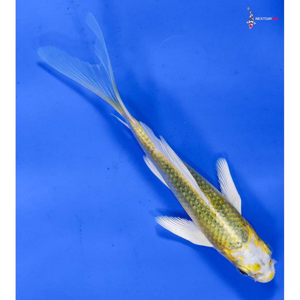 5.5” Imported Kujaku Butterfly Koi