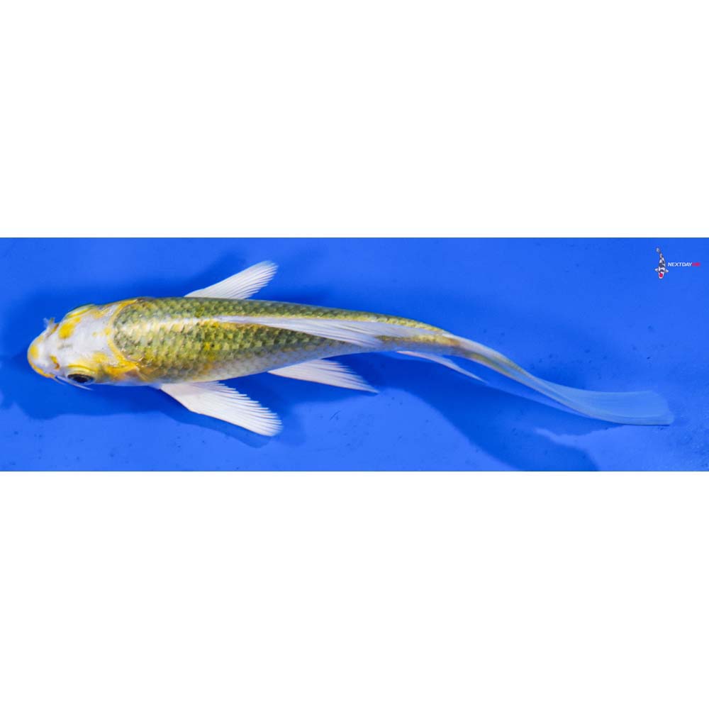 5.5” Imported Kujaku Butterfly Koi