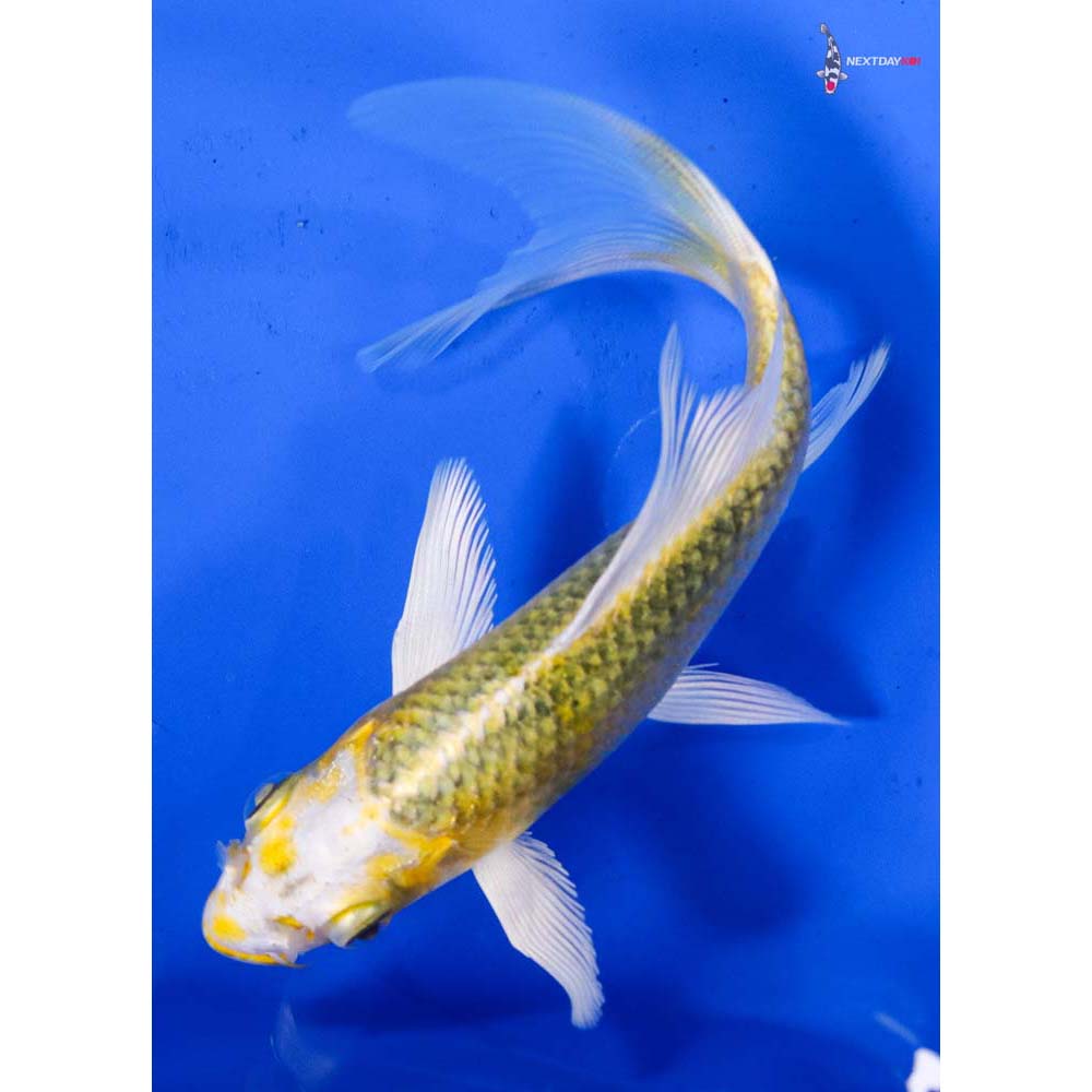 5.5” Imported Kujaku Butterfly Koi