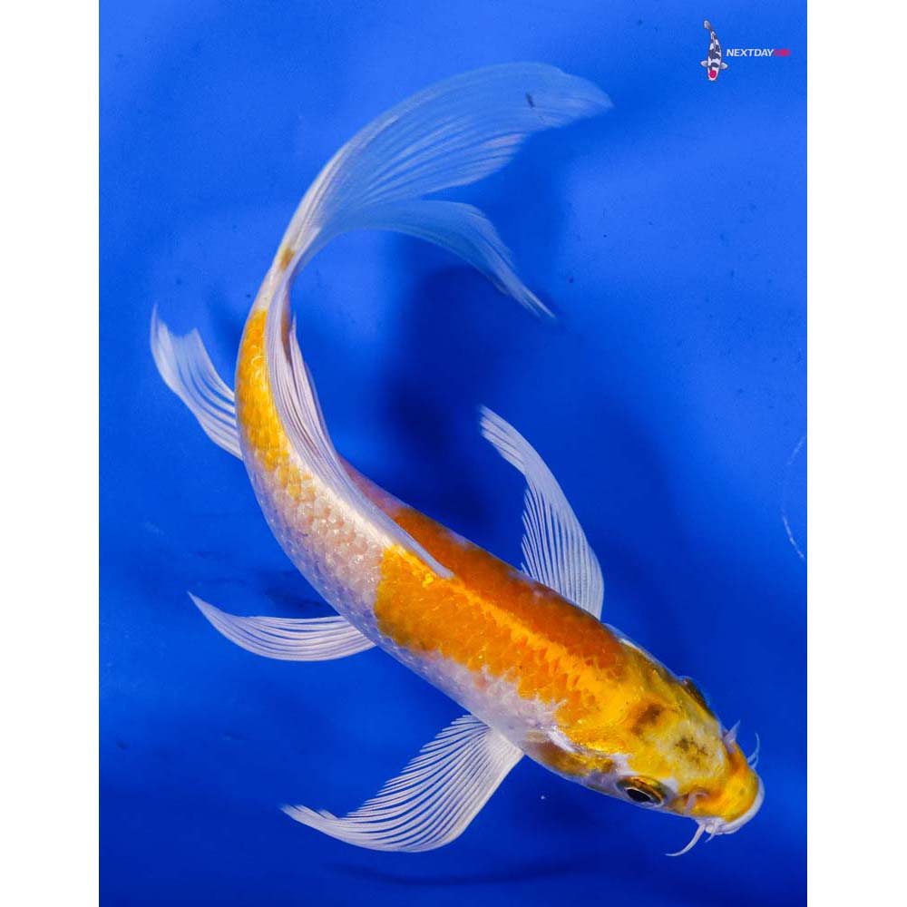 5.5” Imported Lemon Hariwake Butterfly Koi