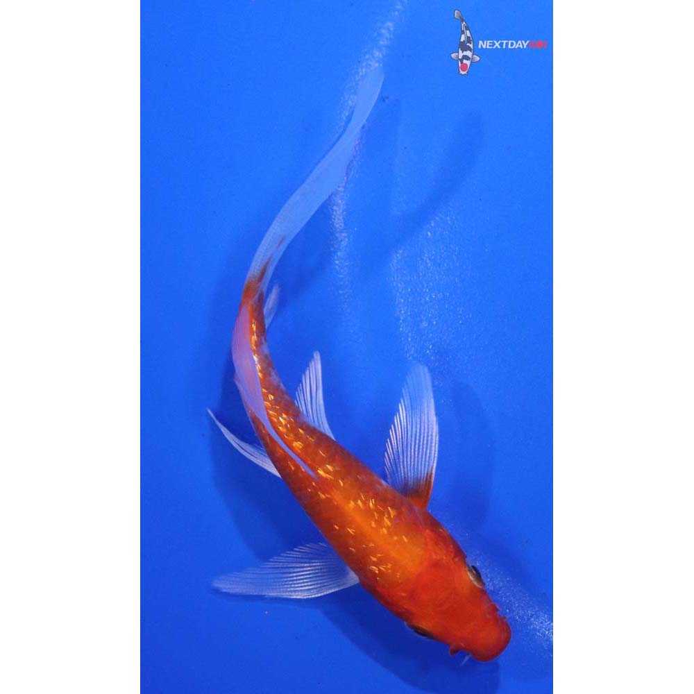 4.5” Imported Gin Rin Hariwake Butterfly Koi