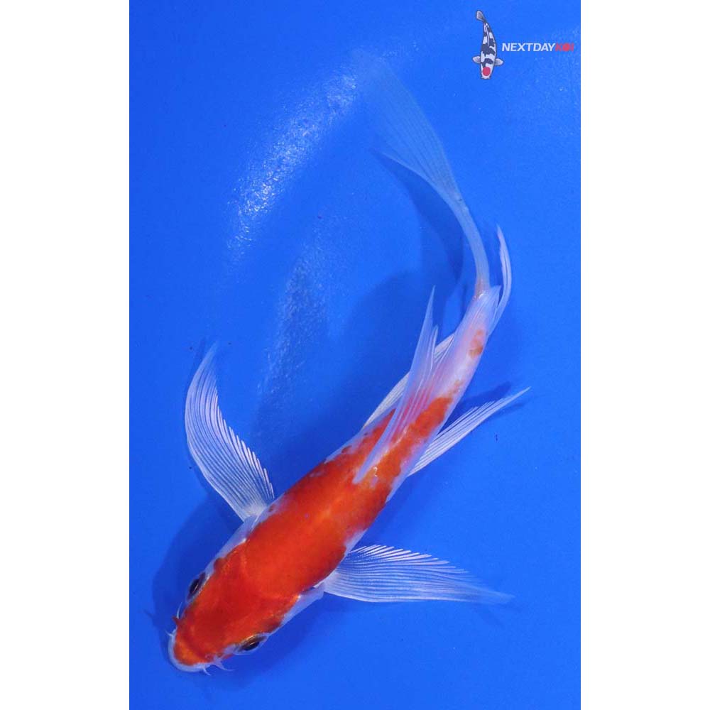 5” Imported Hariwake Butterfly Koi