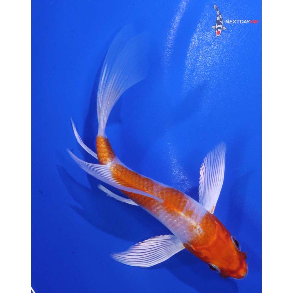 5” Imported Hariwake Butterfly Koi