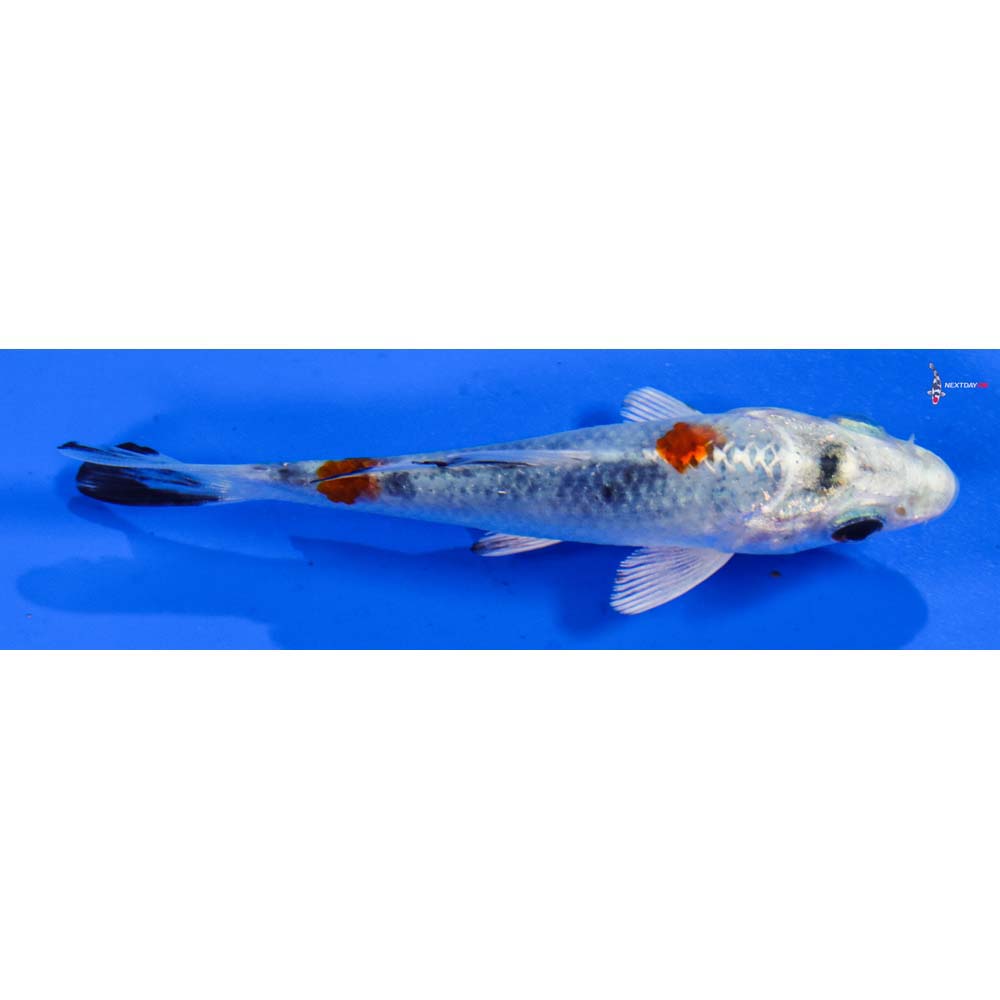 3.5” Imported Yamato Nishiki