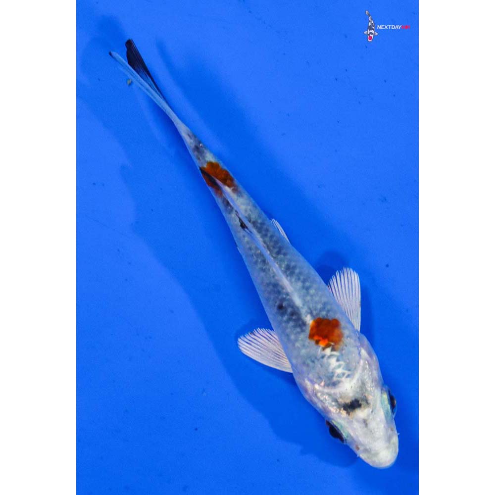 3.5” Imported Yamato Nishiki
