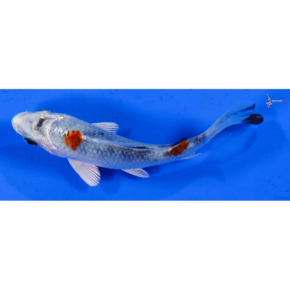 3.5” Imported Yamato Nishiki