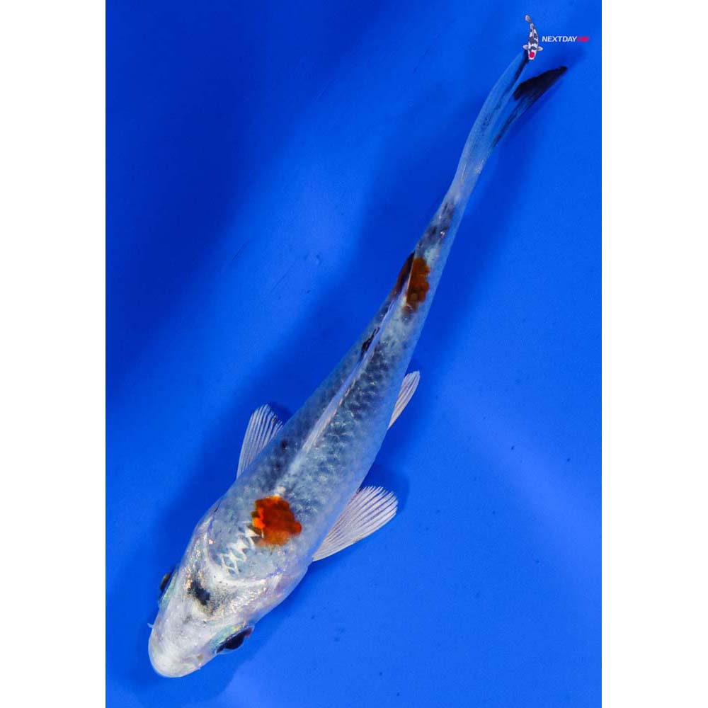 3.5” Imported Yamato Nishiki