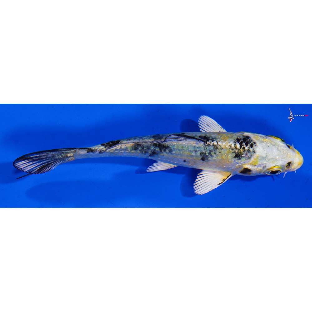 3.5” Imported Yamato Nishiki