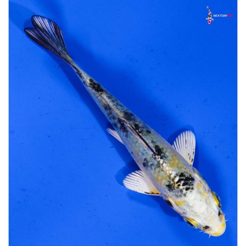 3.5” Imported Yamato Nishiki
