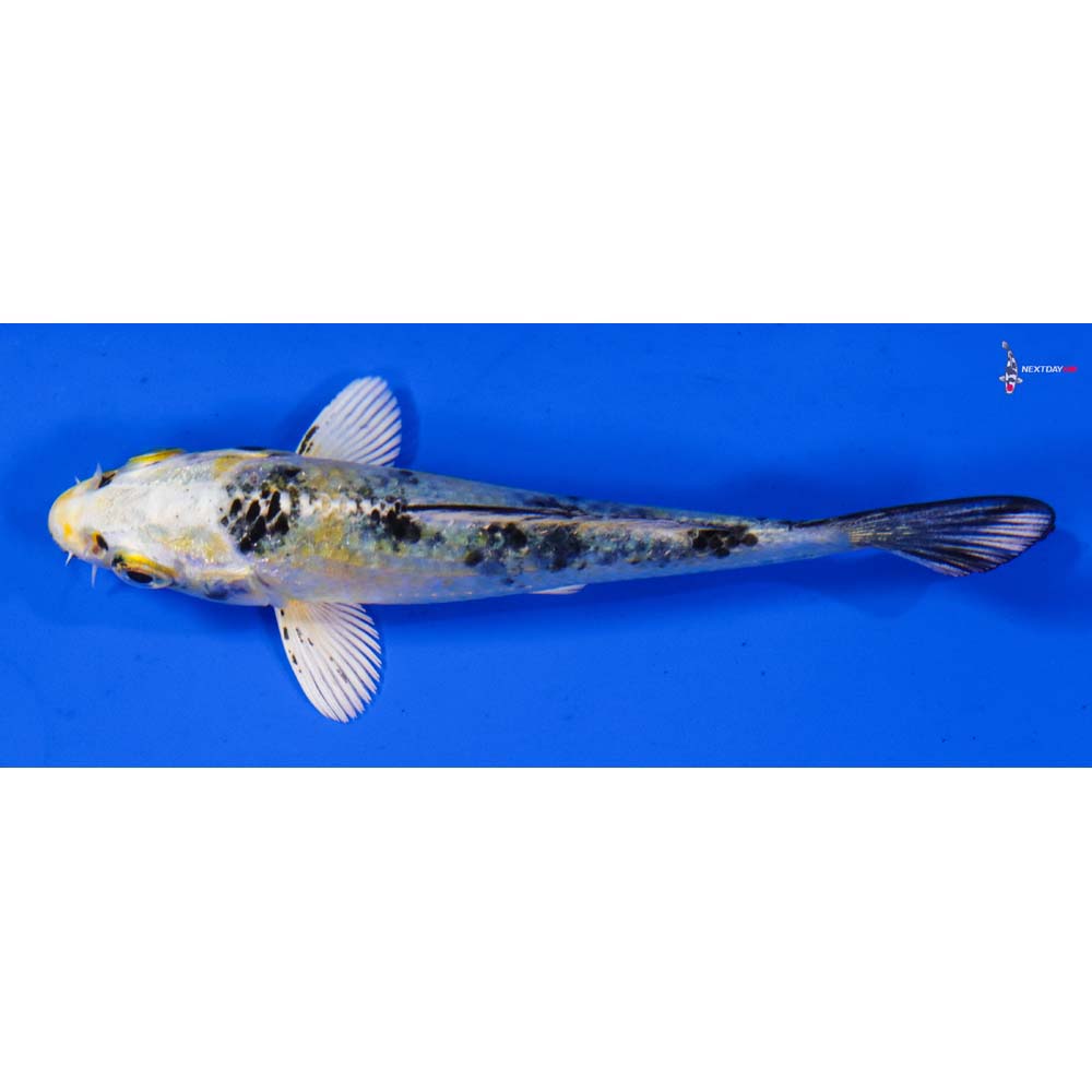 3.5” Imported Yamato Nishiki