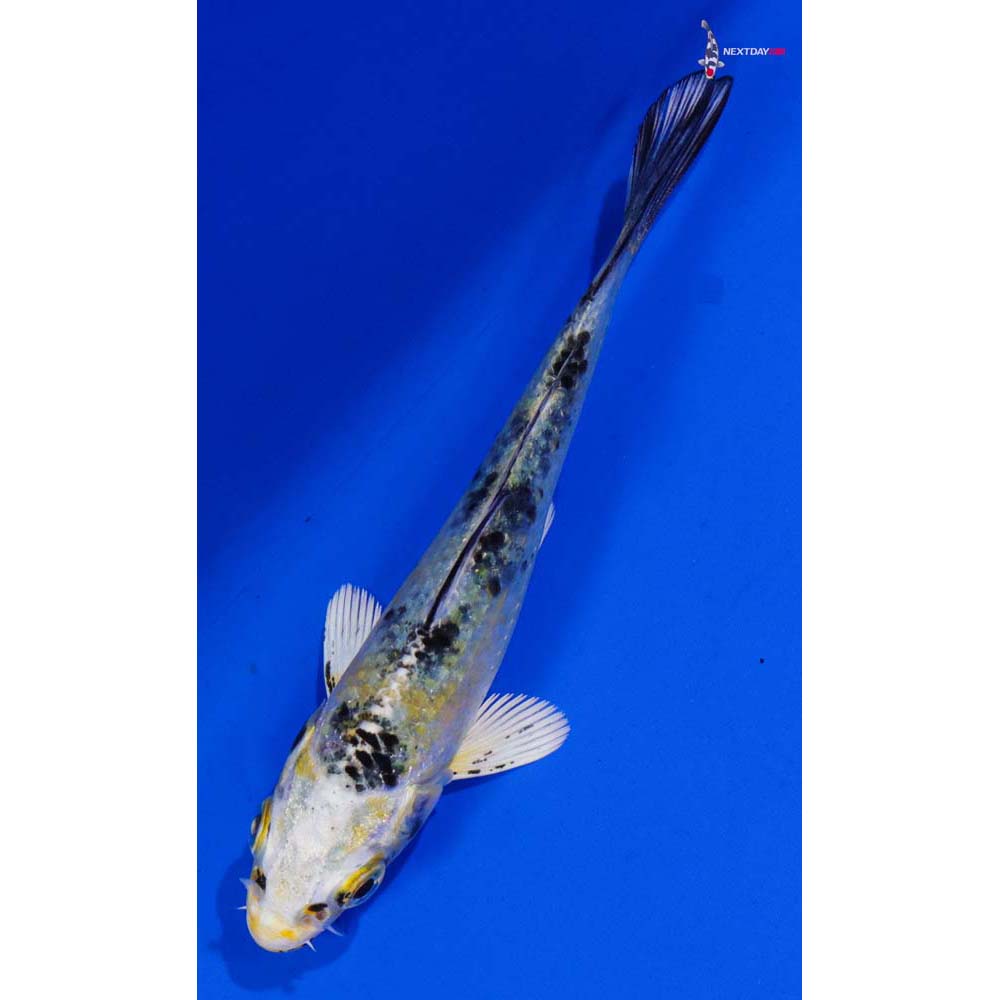 3.5” Imported Yamato Nishiki