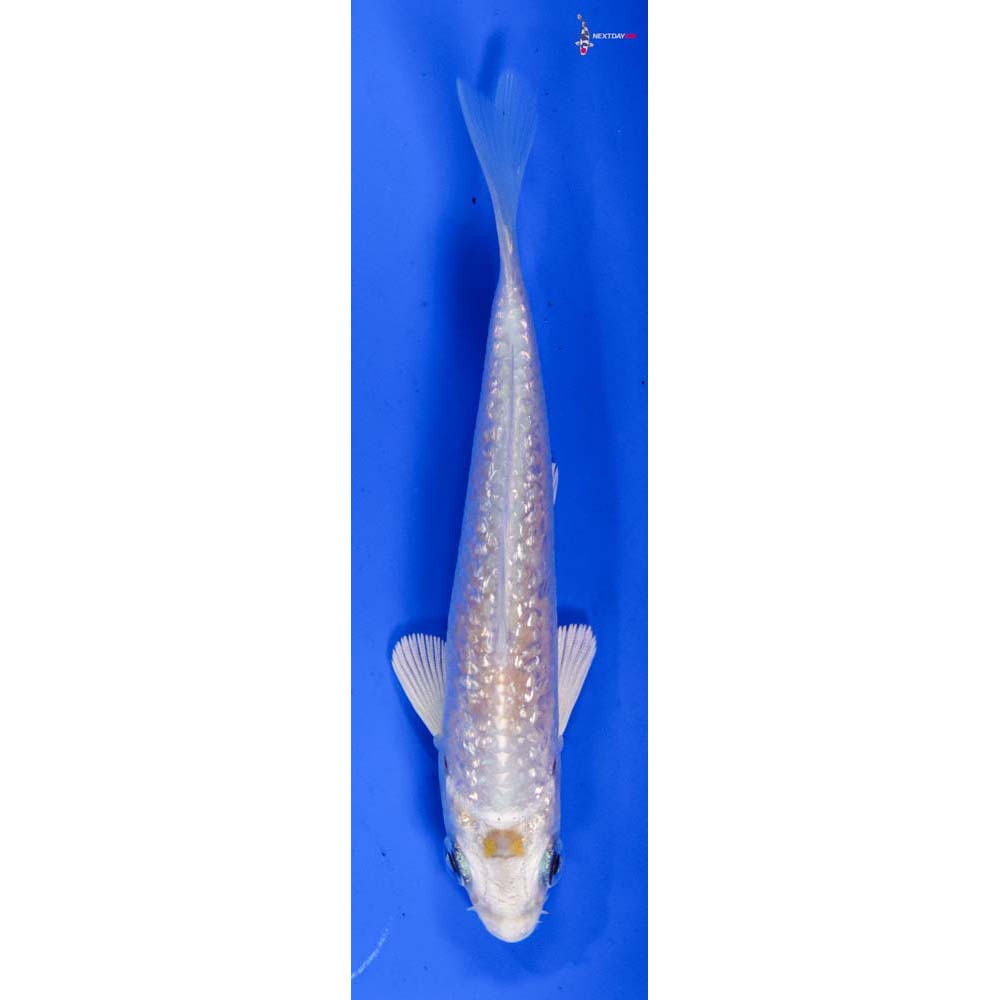 3.5” Imported Gin Rin Lemon Hariwake